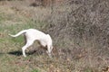 Istrian Shorthaired Hound hunts field mice Royalty Free Stock Photo