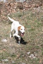 Istrian Shorthaired Hound on the run Royalty Free Stock Photo