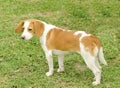 Istrian Shorthaired Hound Royalty Free Stock Photo