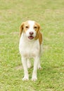 Istrian Shorthaired Hound Royalty Free Stock Photo