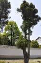 Nara, 13th may: Tree sihouette from Isuen Garden of Nara Park Complex of Nara City in Japan