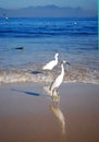 Itaipu beach and the seagulls