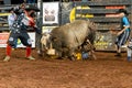 Itaja, Goias, Brazil - 04 21 2023: bull jumping on top of bull riding accident