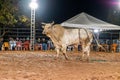 Itaja, Goias, Brazil - 04 21 2023: white bull in a bull riding