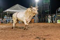 Itaja, Goias, Brazil - 04 21 2023: white bull in a bull riding