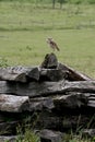 Owl in rural area in bahia