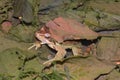 Italian agile frog (Rana latastei) in the breeding pond, Italy