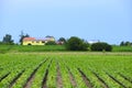 Italian agricultural summer landscape