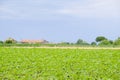 Italian agricultural summer landscape