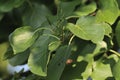 Italian Alder Royalty Free Stock Photo