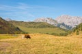 Italian Alpine Cow