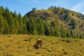 Italian Alpine Cow