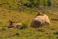 Italian Alpine Cows