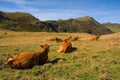 Italian Alpine Cows