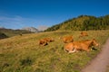 Italian Alpine Cows