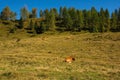 Italian Alpine Cows