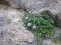 Italian Alps, Dolomites, Physoplexis comosa Royalty Free Stock Photo