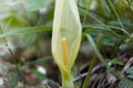 Italian arum Arum italicum Royalty Free Stock Photo