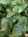 Italian Arum leaves cover the ground in the Spanish countryside Royalty Free Stock Photo