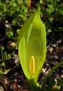 Italian arum or Italian lords and ladies in full bloom. Royalty Free Stock Photo