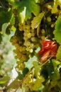 Italian Baby Grapes Growing for Harvest