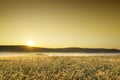 Idyllic view, foggy Tuscan fields in light of the rising sun Royalty Free Stock Photo