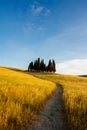 Italian beautiful landscape, Tuscany. Cypress trees