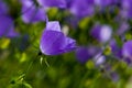 Italian bellflower