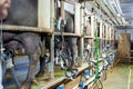 Italian Buffalo herd milked by a robot surprisingly high tech italian farm. Royalty Free Stock Photo