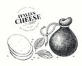 Italian cheese illustration. Hand drawn vector dairy illustration. Engraved style provolone head. Vintage food illustration
