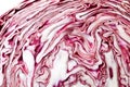 Italian chicory `Radicchio` close up Royalty Free Stock Photo