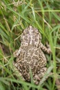 Italian Common Toad In Nature Royalty Free Stock Photo