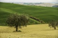 Italian countryside near Cingoli lake