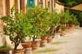 Italian courtyard with potted lemon trees