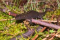 Italian crested newt (Triturus carnifex) Royalty Free Stock Photo