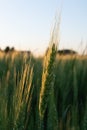 Italian cultivation field of wheat ceral at sunset