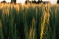 Italian cultivation field of wheat ceral at sunset