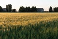 Italian cultivation field of wheat ceral at sunset