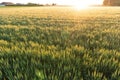 Italian cultivation field of wheat ceral at sunset