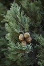 Italian cypress branch close up Royalty Free Stock Photo