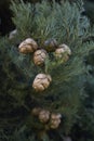 Italian cypress branch close up Royalty Free Stock Photo