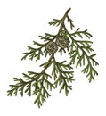 Italian cypress tree branch vector