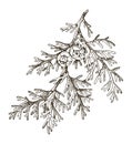 Italian cypress tree branch vector