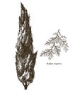 Italian cypress tree with branch vector