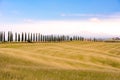 Italian cypress trees alley and a white road to farmhouse in rural landscape. Italian countryside of Tuscany, Italy, Europe Royalty Free Stock Photo