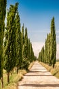 Italian cypress trees alley and a white road to farmhouse in rural landscape. Italian countryside of Tuscany, Italy, Europe