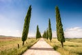 Italian cypress trees alley and a white road to farmhouse in rural landscape. Italian countryside of Tuscany, Italy, Europe