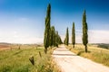 Italian cypress trees alley and a white road to farmhouse in rural landscape. Italian countryside of Tuscany, Italy, Europe