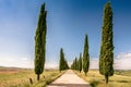 Italian cypress trees alley and a white road to farmhouse in rural landscape. Italian countryside of Tuscany, Italy, Europe