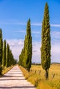 Italian cypress trees alley and a white road to farmhouse in rural landscape. Italian countryside of Tuscany, Italy, Europe